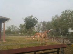 -辛玛王国游乐园