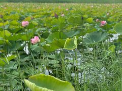 -野鸭湖国家湿地公园