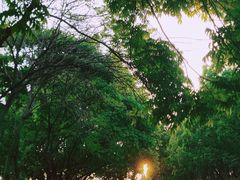 -贡湖湾湿地公园