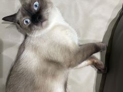 -藏猫猫咖啡主题馆(中央大道店)