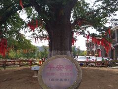 -千年银杏谷文化旅游区