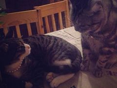 iphone_upload_pic-海边的猫和咖啡馆