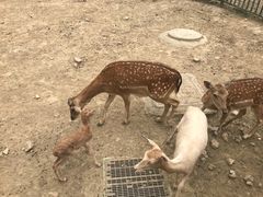 -无锡动物园·太湖欢乐园
