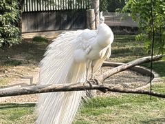 -成都动物园