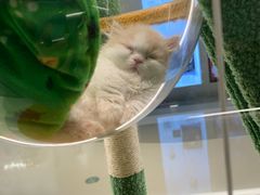 -babydoll猫舍·米努特·德文·缅因(久光中心店)