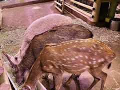 -正佳雨林生态植物园