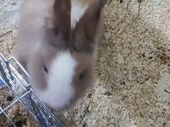 -上海大自然野生昆虫馆(东方明珠·爬宠昆虫探索中心)