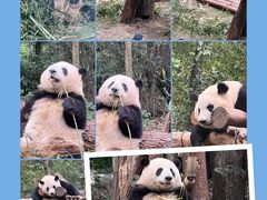 -成都大熊猫繁育研究基地