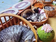 -猫友咖啡店(玉林西路店)