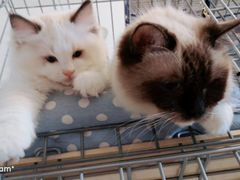 -嘎嘎鸭下巴·爆辣干锅(明教寺店)