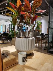 -Mentor Hair Salon