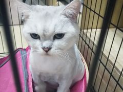 -瑞鹏宠物医院·骨科·猫科·内科(第一中心)