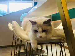 -飞行喵MR PILOT|猫舍·猫咖(静安大融城店)