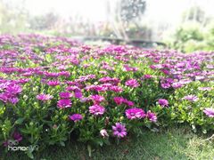 -海心沙亚运公园