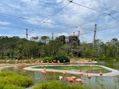 -新加坡飞禽公园