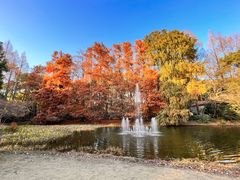 -上海共青森林公园