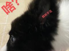 -严国平动物医院(德政总院)