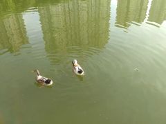 -青城公园