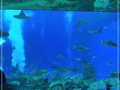 -亚特兰蒂斯•OSSIANO奥西亚诺海底餐厅