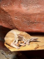 -Zoolung Zoolung动物主题公园(海信广场店)