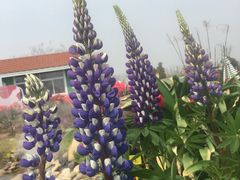 -荷兰花海