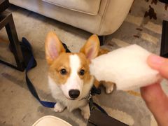 -欢姐伦教糕(北海大道北店)