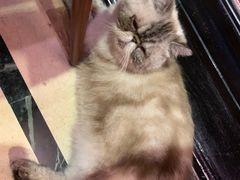 -猫色咖啡·猫咖