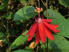 -中国科学院西双版纳热带植物园