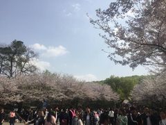 -武汉大学-樱园