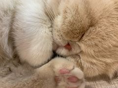 -飞行喵MR PILOT|猫舍·猫咖(静安大融城店)