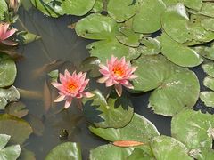 -同銮特种养殖场·龙虾垂钓