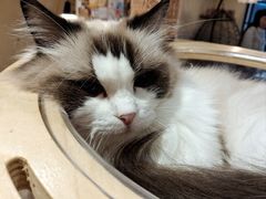 -滚猫咖啡·猫咖·猫友好撸猫(未来城店)