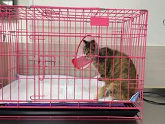 -喜多萌中农锦绣动物医院24H·猫科·牙科MRI·CT