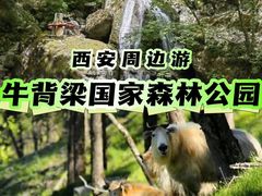 -牛背梁国家森林公园