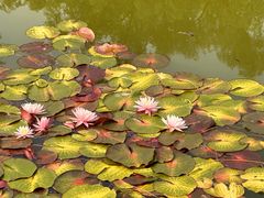 -国家植物园南园