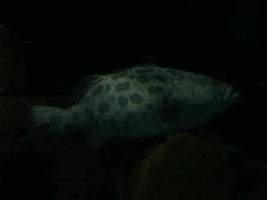 -上海海洋水族馆-停车场
