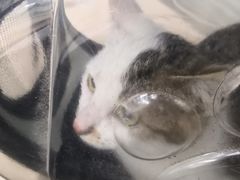 -爱侣宠医·鹦鹉专科·小型哺乳类·异宠专科(灵石路店)