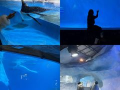-海合安成都极地海洋公园