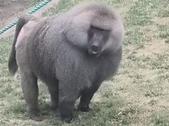 -西霞口神雕山野生动物世界