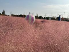-鹅湖玫瑰文化园