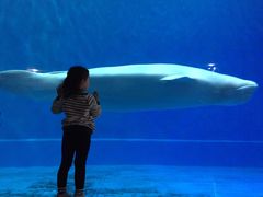 -芜湖新华联大白鲸海洋公园