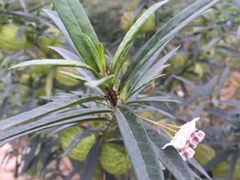 -三圣花乡旅游区