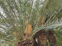 -深圳仙湖植物园