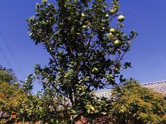 -军山湖云水间生态农业旅游景区