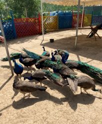 -萌宠亲子动物乐园(槐房万达店)