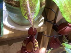 -Rabbit Cafe私房西餐甜点咖啡(栖霞路店)