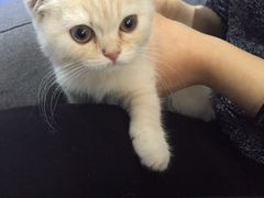 -喵的天空名猫咖啡馆·撸猫·猫舍·用品