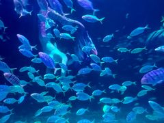 -海合安青岛极地海洋公园