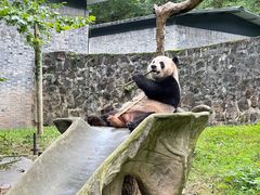 -都江堰中华大熊猫苑