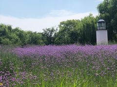 -梁鸿国家湿地公园